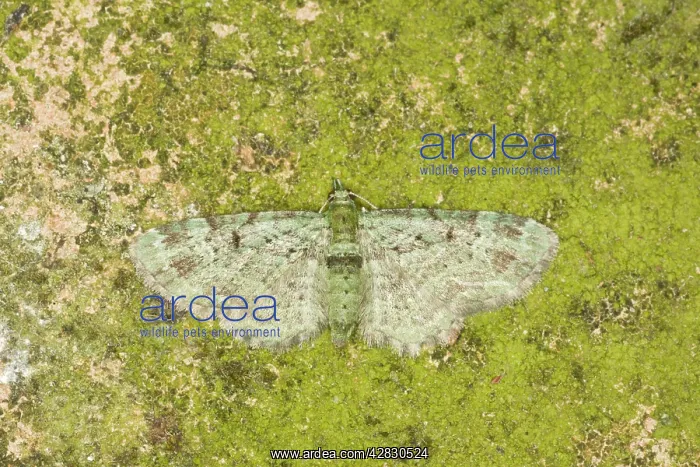 : Green Pug Moth : Green Pug Moth