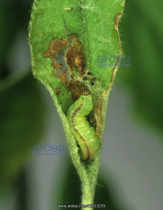 : Green pug moth caterpillar : Green pug moth caterpillar