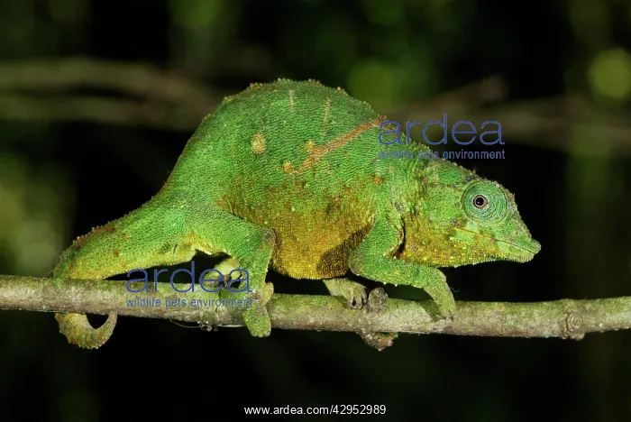 : Green Pygmy Chameleon - male : Green Pygmy Chameleon - male