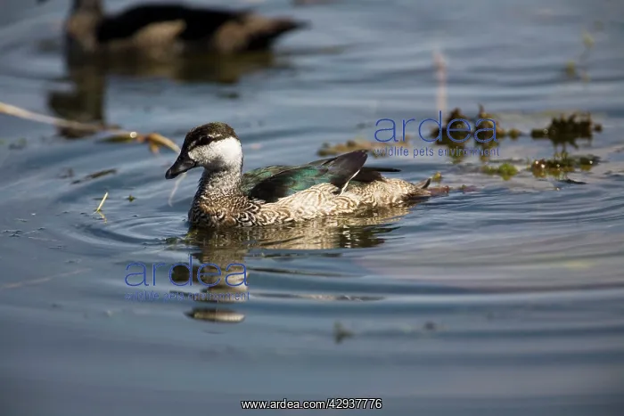 : Green Pygmy-Goose : Green Pygmy-Goose
