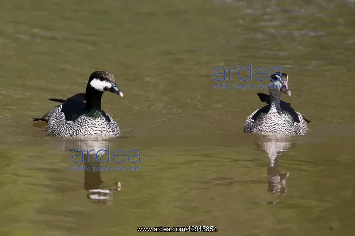 : Green Pygmy-Goose : Green Pygmy-Goose