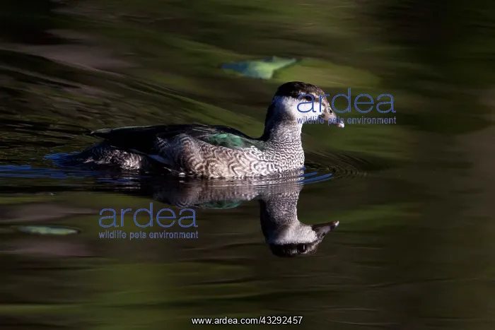 : Green Pygmy Goose - Keatings Lagoon - Cooktown : Green Pygmy Goose - Keatings Lagoon - Cooktown