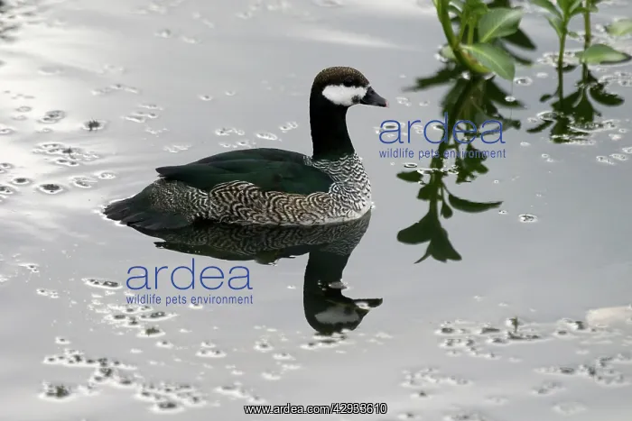  : Green Pygmy-Goose - Male