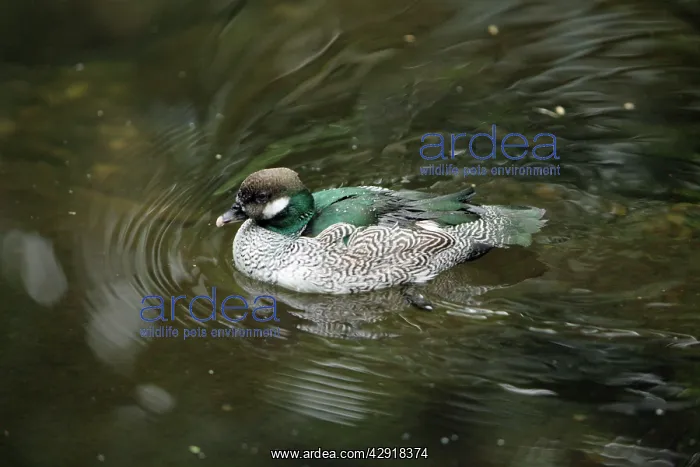 : Green Pygmy-goose - male swimming on lake : Green Pygmy-goose - male swimming on lake