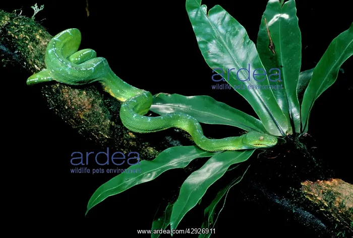 : Green Python - adult (can grow to two metres long) : Green Python - adult (can grow to two metres long)