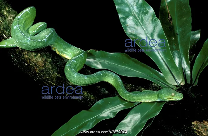 : Green Python - Adult; can grow to two metres long : Green Python - Adult; can grow to two metres long