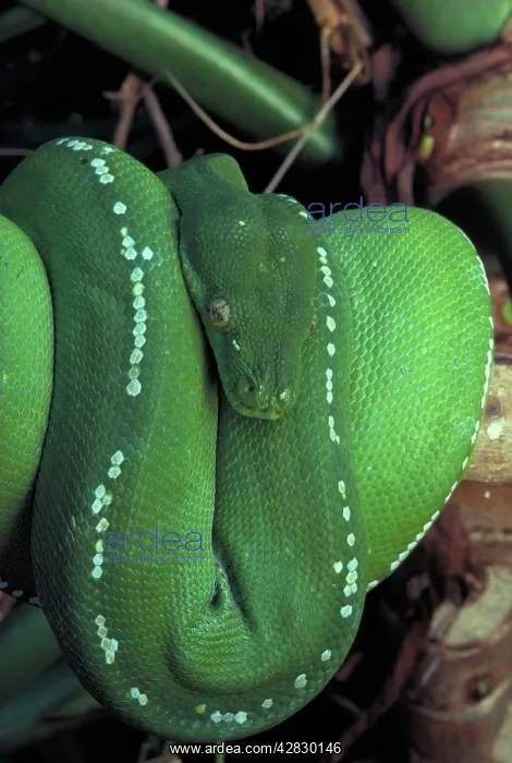: Green Python - Coiled : Green Python - Coiled