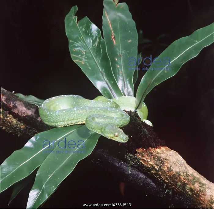 : GREEN PYTHON - ON TREE : GREEN PYTHON - ON TREE