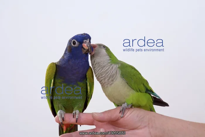 : Green Quaker Parakeet and Blue-headed Pionus : Green Quaker Parakeet and Blue-headed Pionus
