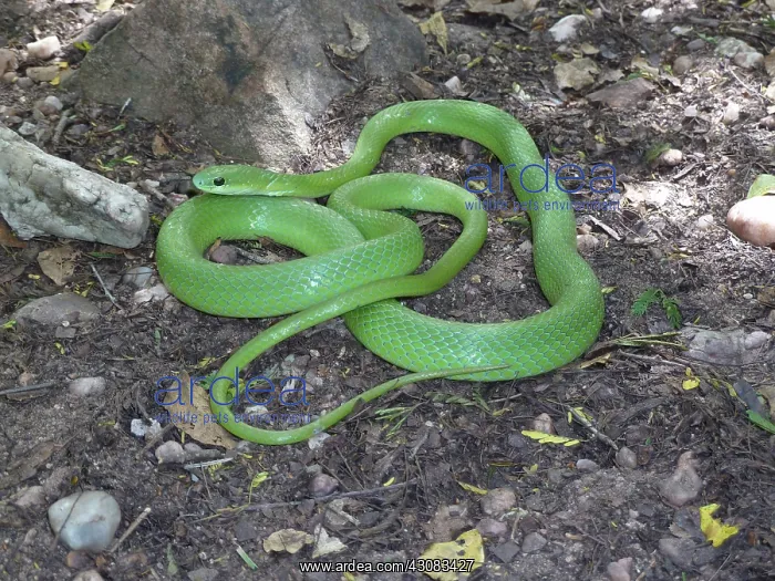 : Green Racer Snake : Green Racer Snake