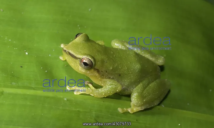 : Green rain frog : Green rain frog