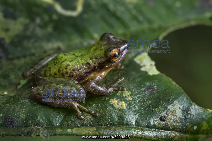  : Green Rain-peeper Frog (Pristimantis acuminatus)