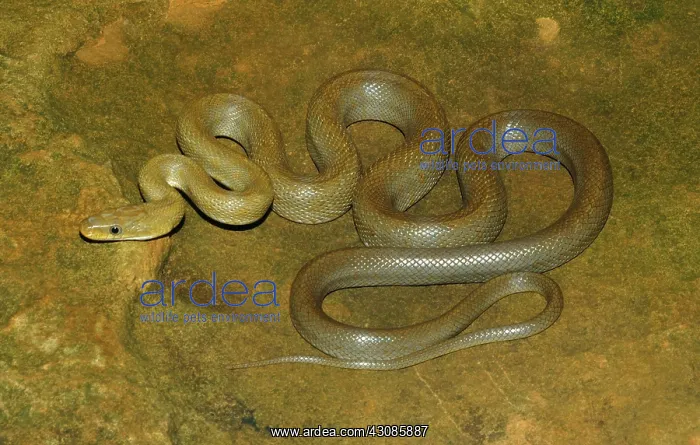 : Green Rat Snake (Senticolis triaspis) : Green Rat Snake (Senticolis triaspis)