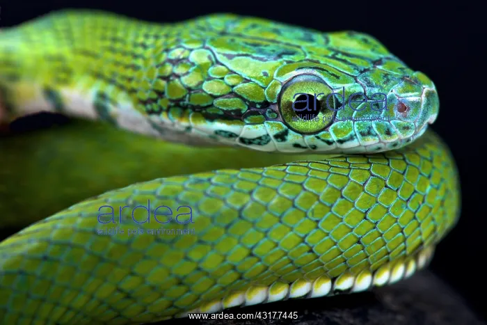 : Green ratsnake (Rhadinophis prasinum), China : Green ratsnake (Rhadinophis prasinum), China