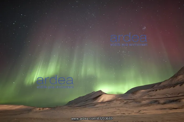 : Green and red polar lights, northern lights, aurora : Green and red polar lights, northern lights, aurora