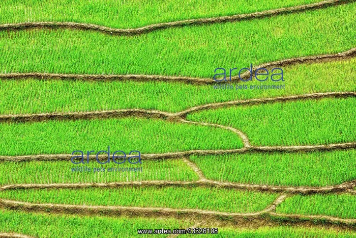  : Green rice field terraces Near Sapa, Vietnam, Asia