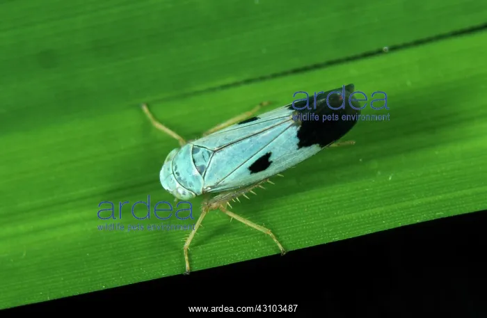 : Green rice leafhopper (Nephotettix virescens) : Green rice leafhopper (Nephotettix virescens)