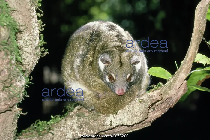 : Green Ring-tailed Possum : Green Ring-tailed Possum