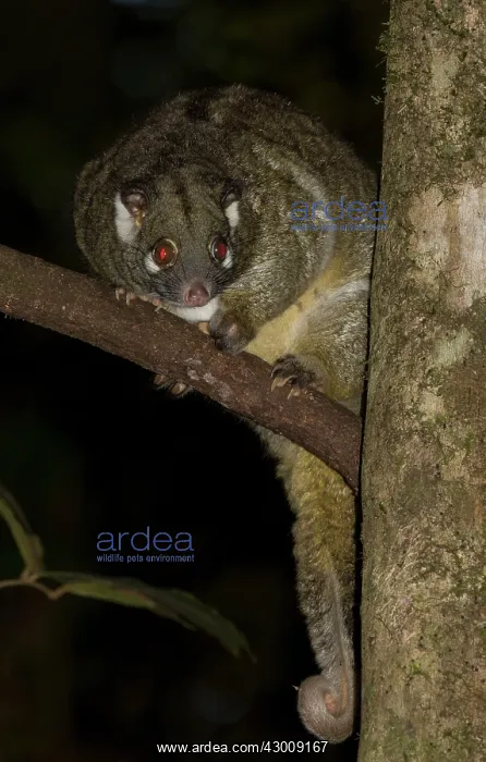 : Green Ringtail Possum : Green Ringtail Possum