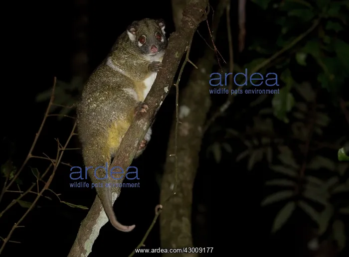 : Green Ringtail Possum : Green Ringtail Possum