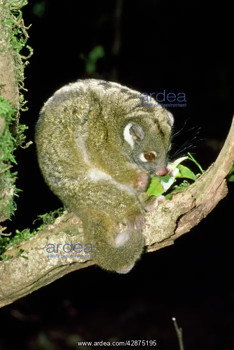 : Green Ringtail Possum - eating leaf : Green Ringtail Possum - eating leaf