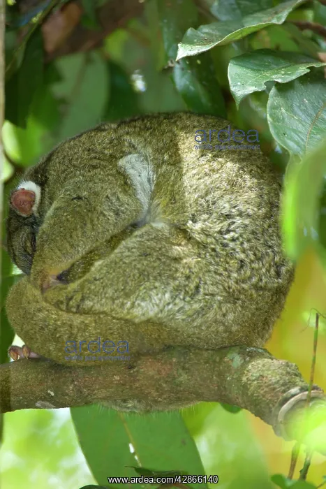 : Green Ringtail Possum - female adult curled up : Green Ringtail Possum - female adult curled up