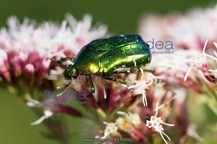 : Green Rose Chafer : Green Rose Chafer