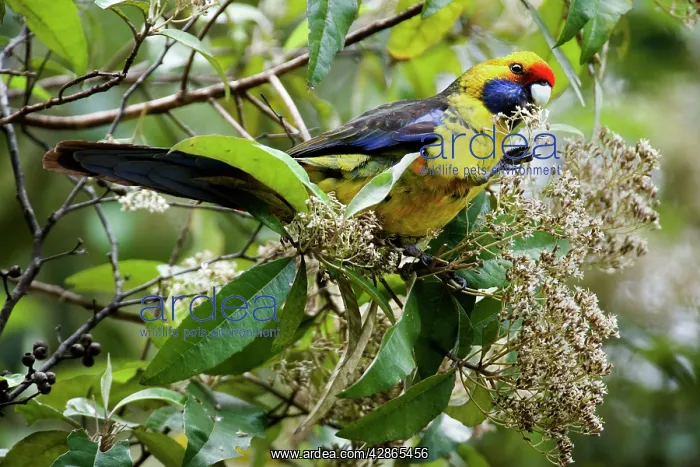 : Green Rosella - adult sits on a tree feeding on its blooms : Green Rosella - adult sits on a tree feeding on its blooms
