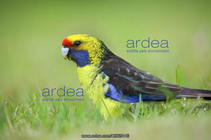 : Green Rosella - adult sitting in meadow feeding on grass : Green Rosella - adult sitting in meadow feeding on grass