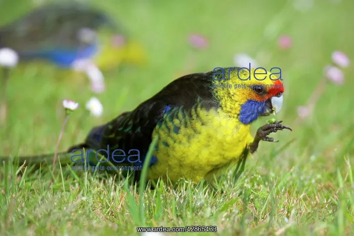 : Green Rosella - adult standing in blooming meadow : Green Rosella - adult standing in blooming meadow