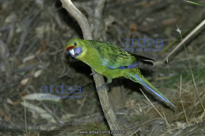 : Green Rosella - Approaching waterhole near Buckland : Green Rosella - Approaching waterhole near Buckland
