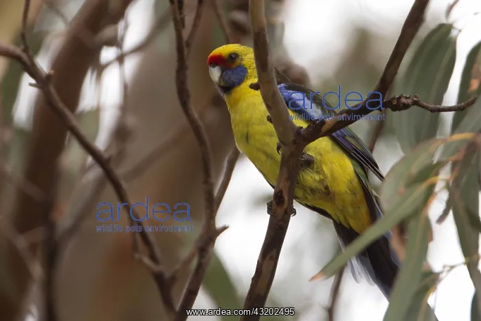 : Green Rosella - In a eucalypt - Peter Murrell Reserve : Green Rosella - In a eucalypt - Peter Murrell Reserve