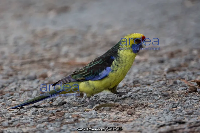 : Green Rosella - Foraging in the Adventure Bay Campground : Green Rosella - Foraging in the Adventure Bay Campground