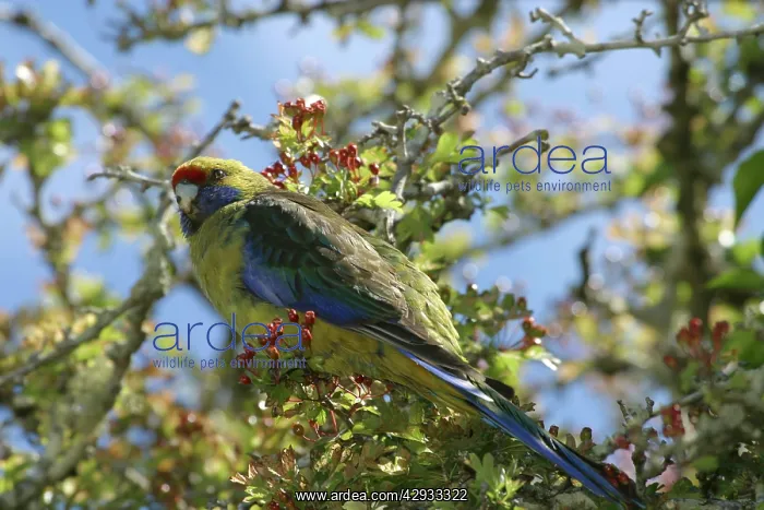 : Green Rosella - Near its nest site at the historic : Green Rosella - Near its nest site at the historic