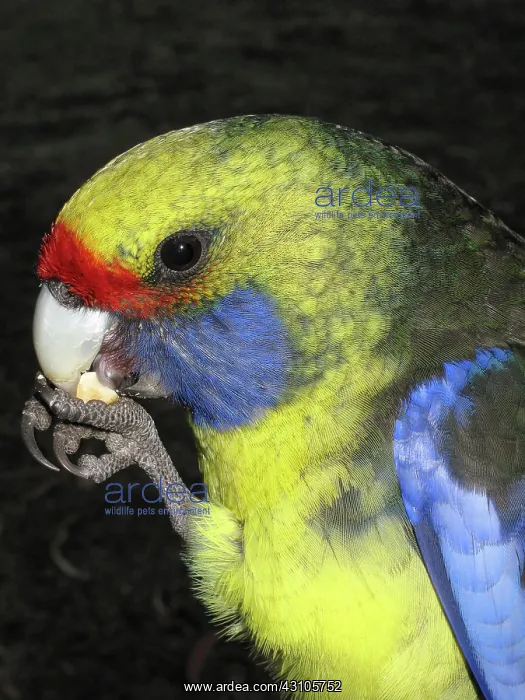: Green Rosella parrot eating a nut : Green Rosella parrot eating a nut