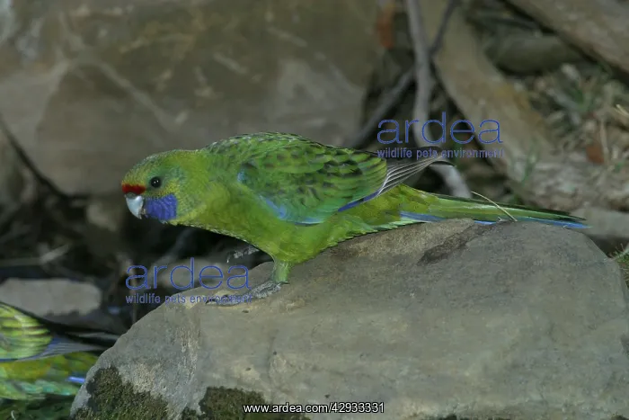 : Green Rosella - At waterhole near Buckland : Green Rosella - At waterhole near Buckland