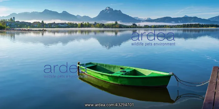 : Green rowboat, lake Hopfensee, Hopfen am See, near : Green rowboat, lake Hopfensee, Hopfen am See, near