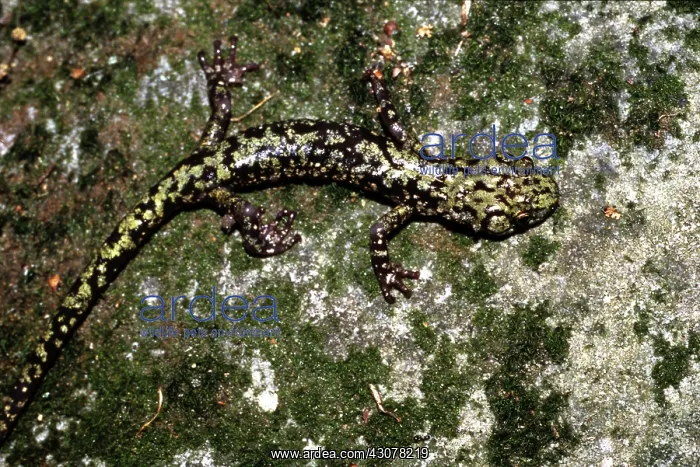 : Green Salamander : Green Salamander