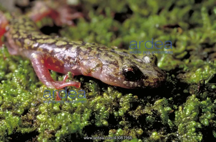 : Green Salamander : Green Salamander
