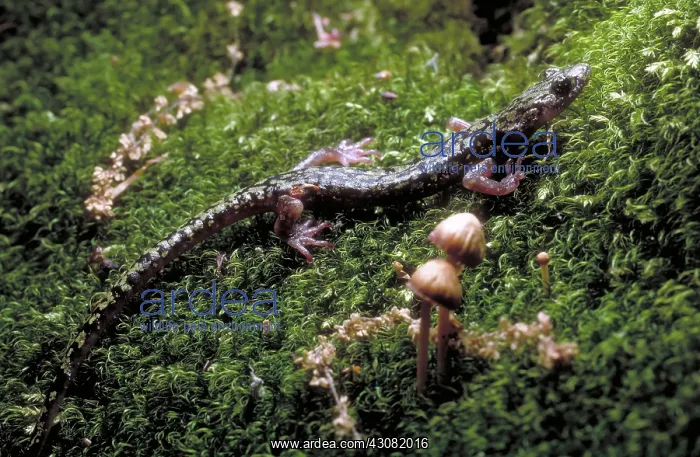 : Green Salamander : Green Salamander