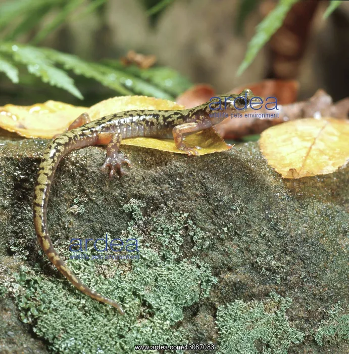 : Green Salamander : Green Salamander