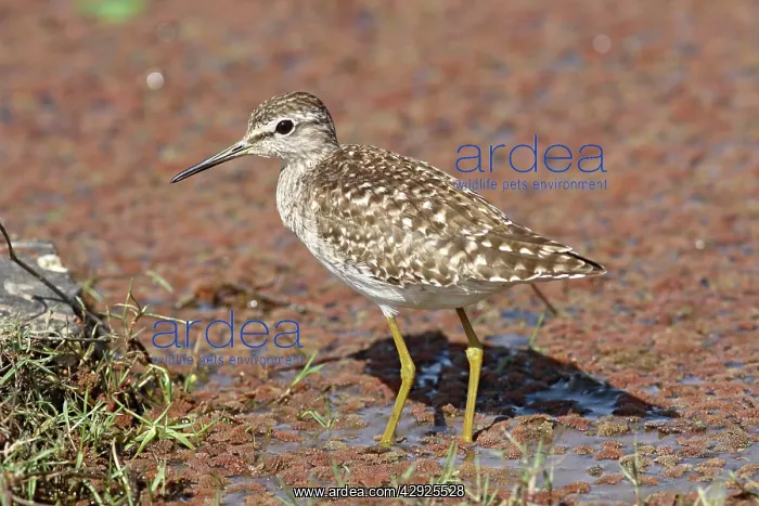 : Green Sandpiper : Green Sandpiper
