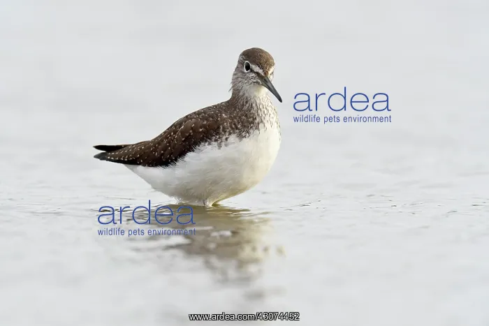 : Green Sandpiper : Green Sandpiper