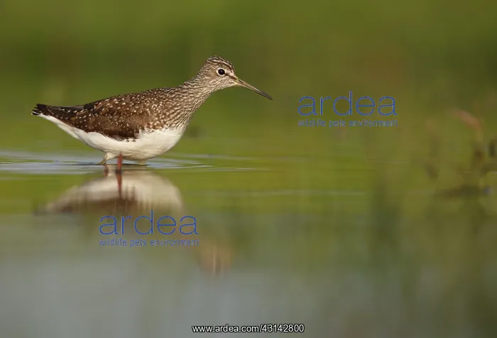 : Green Sandpiper : Green Sandpiper