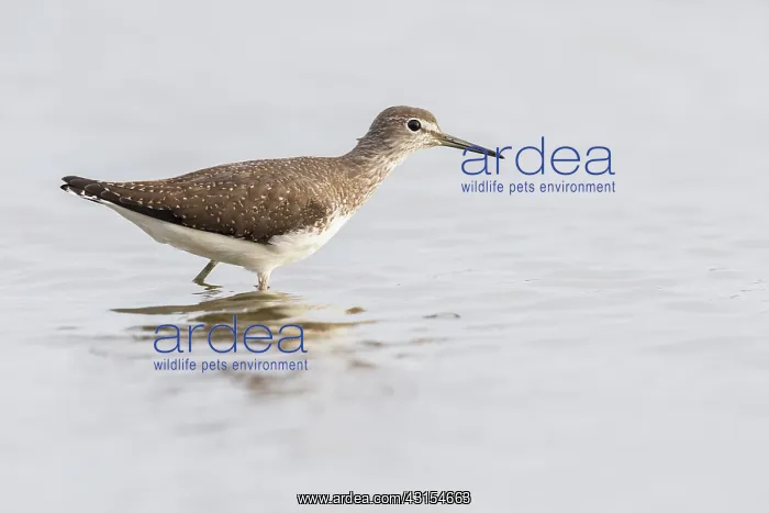 : Green Sandpiper : Green Sandpiper