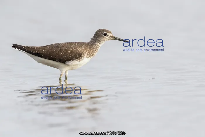 : Green Sandpiper : Green Sandpiper