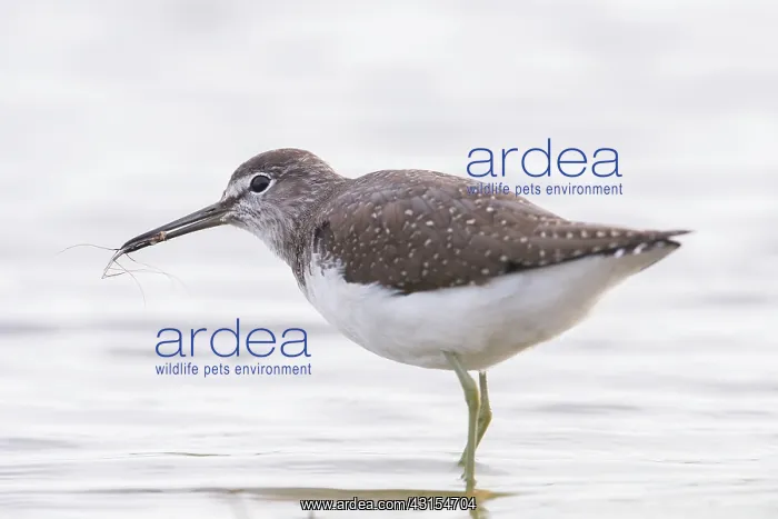 : Green Sandpiper : Green Sandpiper