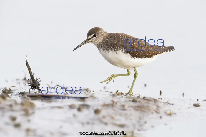 : Green Sandpiper : Green Sandpiper
