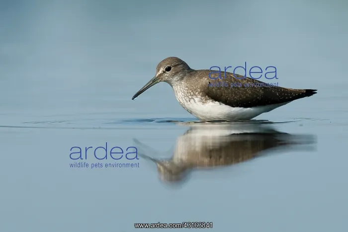 : Green Sandpiper : Green Sandpiper