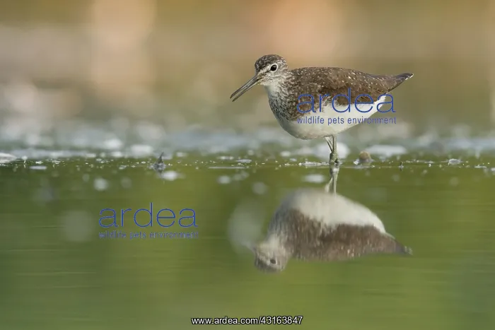 : Green Sandpiper : Green Sandpiper